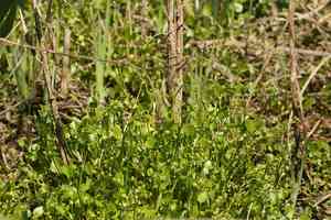 Carter's buttercup(Ranunculus bonariensis)
