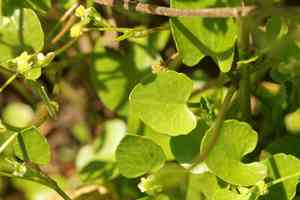 Carter's buttercup(Ranunculus bonariensis)