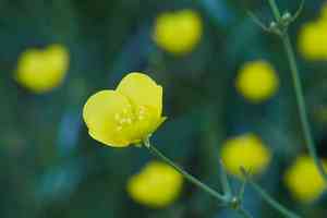 Sacramento valley buttercup(Ranunculus canus)