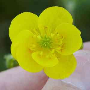 Sacramento valley buttercup(Ranunculus canus)