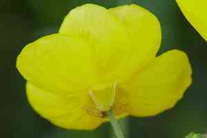 Sacramento valley buttercup(Ranunculus canus)