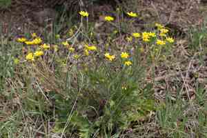 Sacramento valley buttercup(Ranunculus canus)