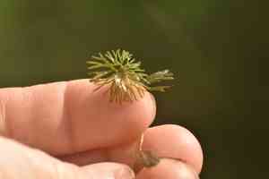 Fan-leaved crowfoot(Ranunculus circinatus)