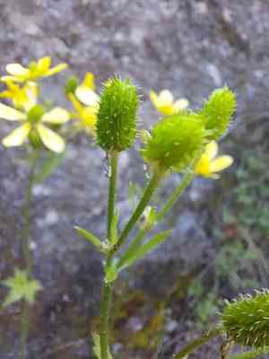 Azores buttercup(Ranunculus cortusifolius)