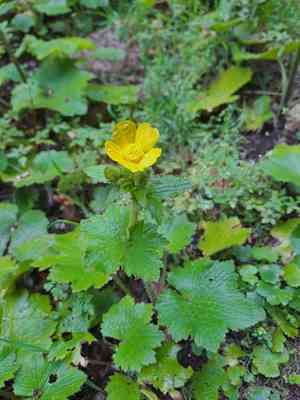 Azores buttercup(Ranunculus cortusifolius)