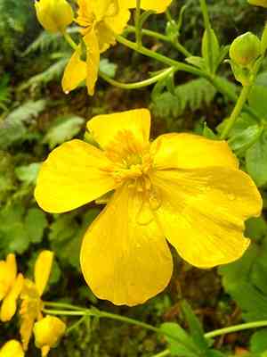 Azores buttercup(Ranunculus cortusifolius)