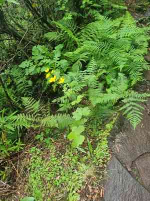Azores buttercup(Ranunculus cortusifolius)