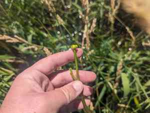 Yellow water buttercup(Ranunculus flabellaris)