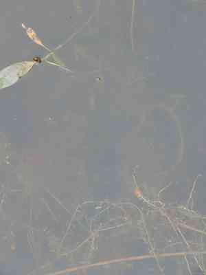 Yellow water buttercup(Ranunculus flabellaris)