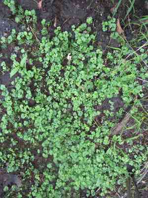 Yellow water buttercup(Ranunculus flabellaris)