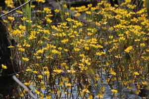 Yellow water buttercup(Ranunculus flabellaris)