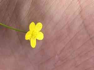 Greater creeping spearwort(Ranunculus flammula)