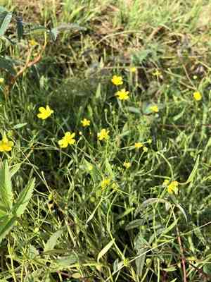 Greater creeping spearwort(Ranunculus flammula)