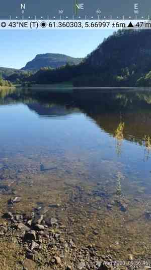 Greater creeping spearwort(Ranunculus flammula)