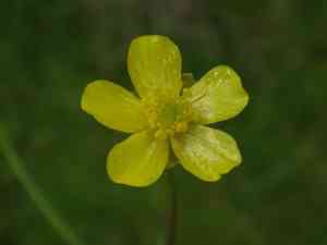 Greater creeping spearwort(Ranunculus flammula)