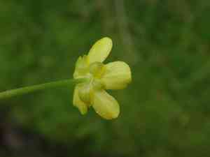 Greater creeping spearwort(Ranunculus flammula)