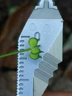 Delicate buttercup(Ranunculus hebecarpus)