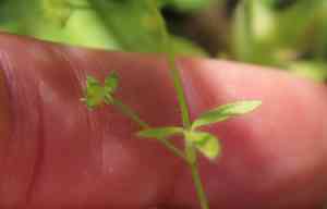 Delicate buttercup(Ranunculus hebecarpus)