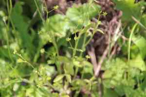 Delicate buttercup(Ranunculus hebecarpus)
