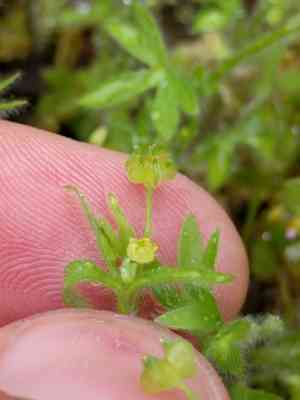 Delicate buttercup(Ranunculus hebecarpus)