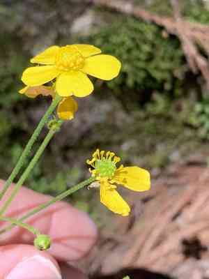 Maogen(Ranunculus japonicus)