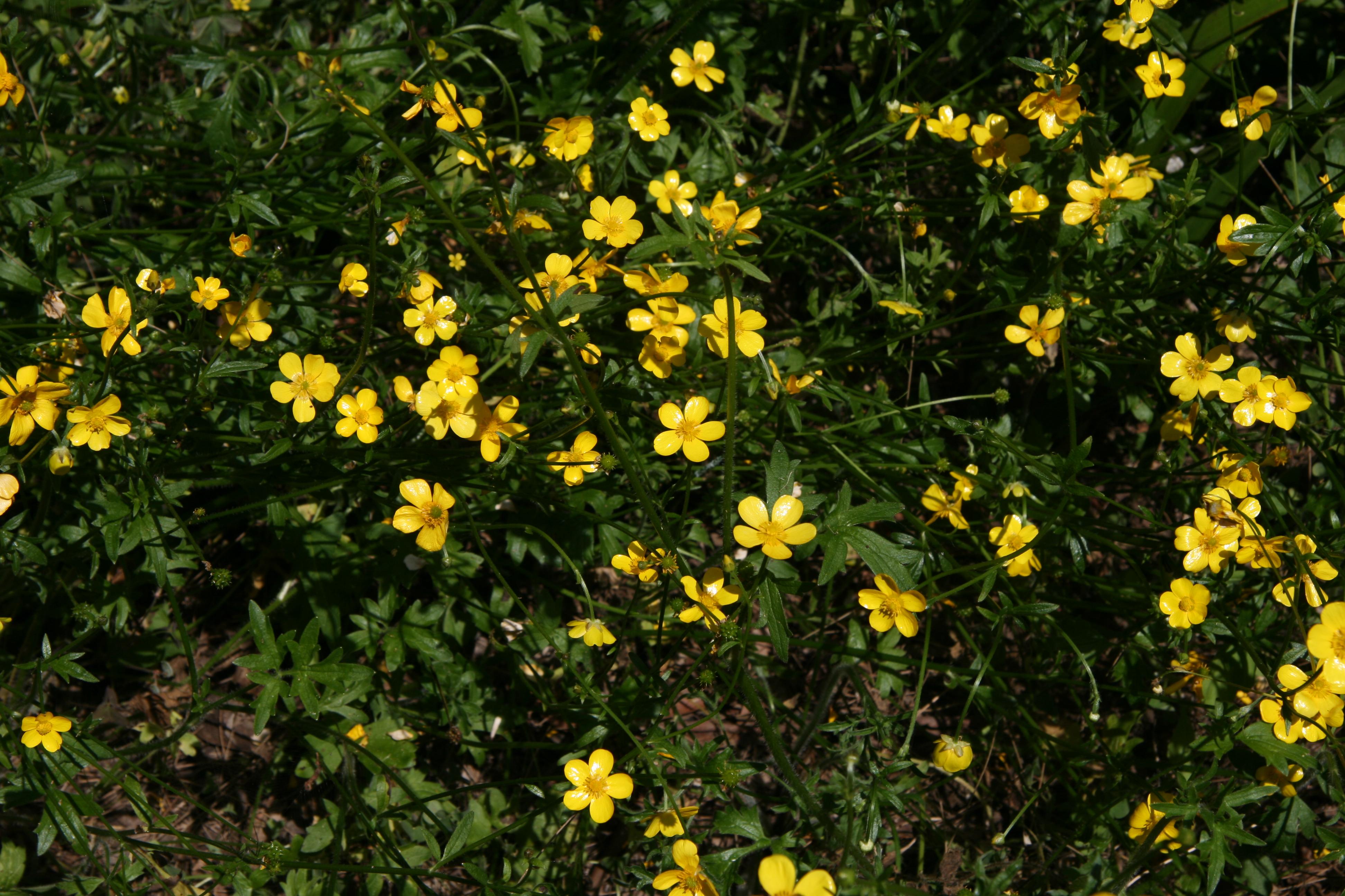 Australian buttercup (Ranunculus lappaceus) Care Guide: Pests, Diseases ...