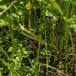 Macoun's buttercup(Ranunculus macounii)