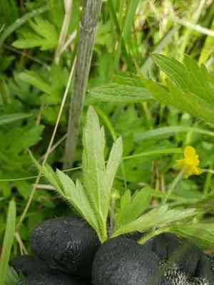 Macoun's buttercup(Ranunculus macounii)