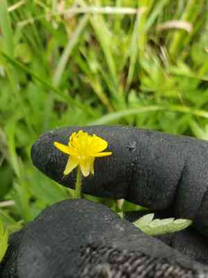 Macoun's buttercup(Ranunculus macounii)
