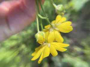 Large buttercup(Ranunculus macranthus)
