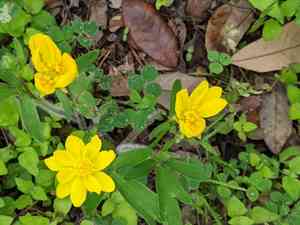 Large buttercup(Ranunculus macranthus)