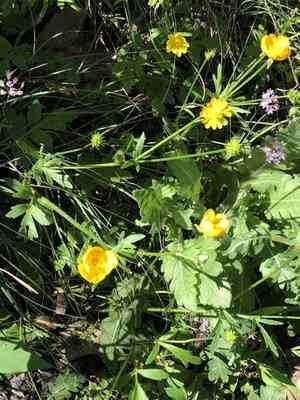 Large buttercup(Ranunculus macranthus)
