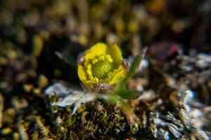 Snow buttercup(Ranunculus nivalis)