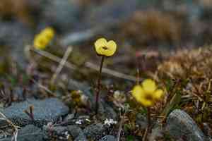 Snow buttercup(Ranunculus nivalis)