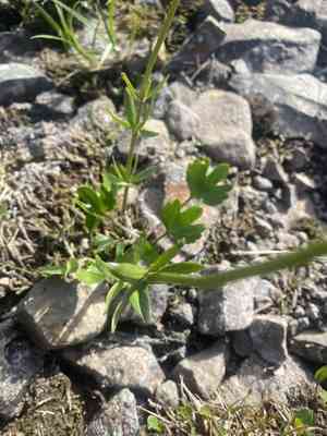 Snow buttercup(Ranunculus nivalis)