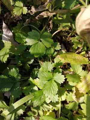 Creeping buttercup(Ranunculus repens)