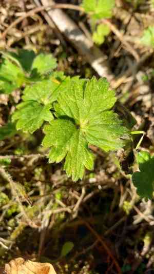 Creeping buttercup(Ranunculus repens)