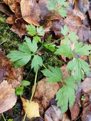 Creeping buttercup(Ranunculus repens)
