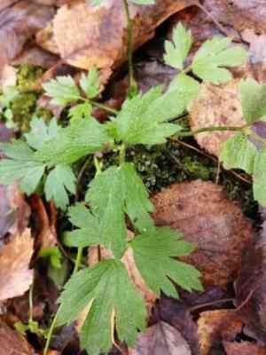 Creeping buttercup(Ranunculus repens)