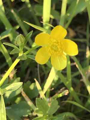 Hairy buttercup(Ranunculus sardous)