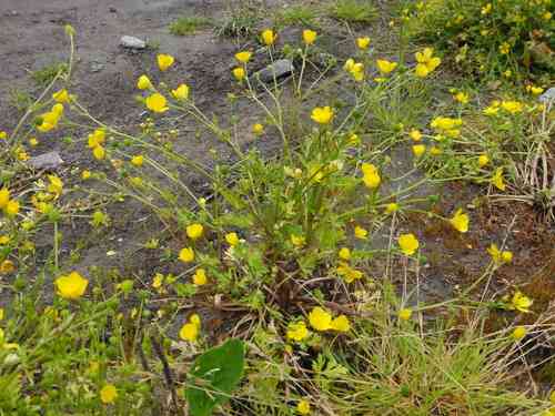 Hairy buttercup(Ranunculus sardous)