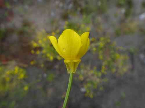 Hairy buttercup(Ranunculus sardous)