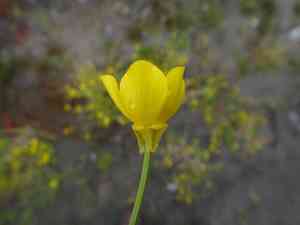 Hairy buttercup(Ranunculus sardous)