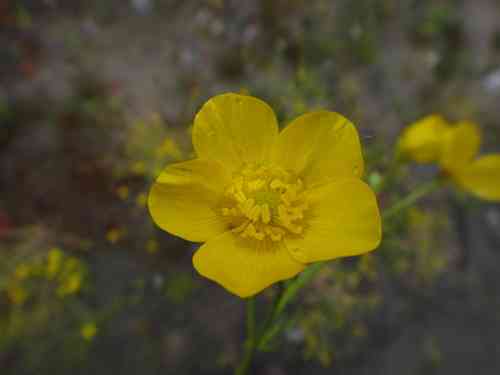 Hairy buttercup(Ranunculus sardous)