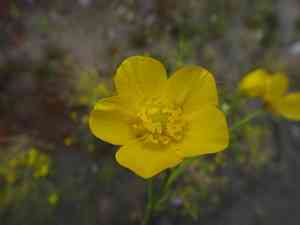 Hairy buttercup(Ranunculus sardous)