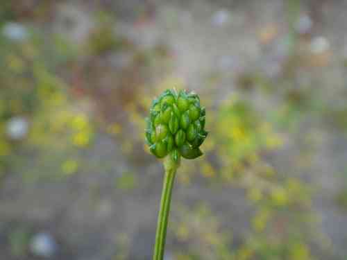 Hairy buttercup(Ranunculus sardous)