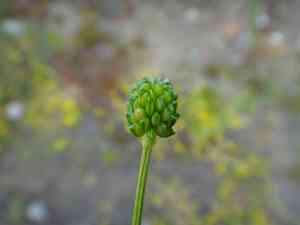 Hairy buttercup(Ranunculus sardous)