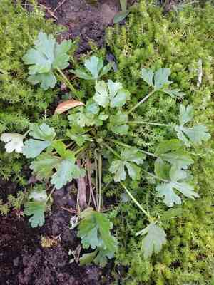 Celery-leaved buttercup(Ranunculus sceleratus)