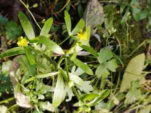 Celery-leaved buttercup(Ranunculus sceleratus)