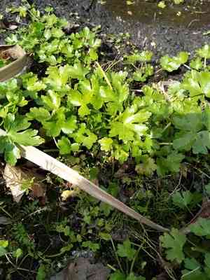 Celery-leaved buttercup(Ranunculus sceleratus)